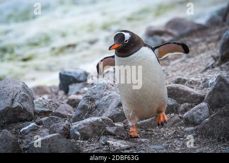 Gentoo Pinguin läuft durch Felsen mit Flossen Stockfoto