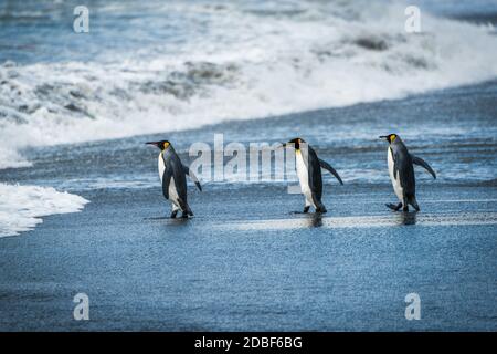 Drei Königspinguine, die am nassen Strand spazieren Stockfoto