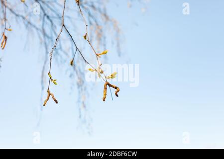 Zweige mit jungen Blättern und Kätzchen von Birkenbaum und blauer Himmel auf Hintergrund am Frühlingstag sonnig (Fokus auf grünen Blättern im Vordergrund) Stockfoto