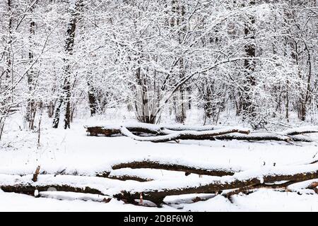 Schneebedeckte gefallene Bäume auf der Lichtung im verschneiten Wald des Timirjazewski Parks in Moskau am Wintertag Stockfoto
