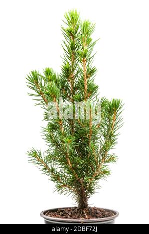 Kleine natürliche Fichte (weiße Fichte, picea glauca conica) in Topf isoliert auf weißem Hintergrund Stockfoto