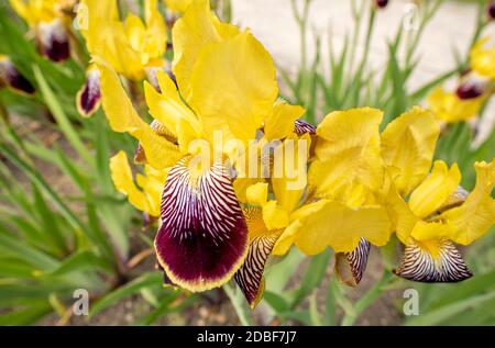 Bunte Iris Stockfoto