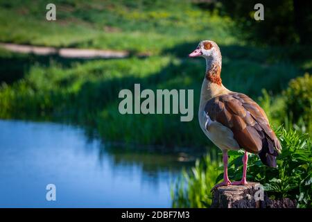 Bunte ägyptische Gans steht auf einem Stamm neben einem Teich Stockfoto