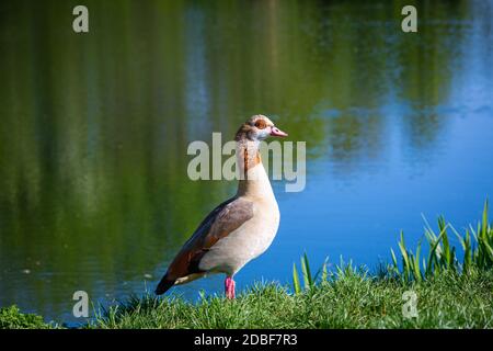 Schöne ägyptische Gans steht neben einem Teich Stockfoto