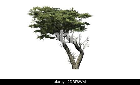 Monterey Cypress Baum auf weißem Hintergrund Stockfoto