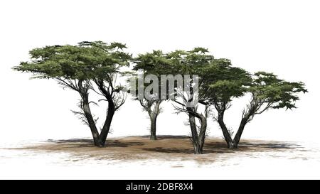 Monterey Cypress Baumhaufen auf weißem Hintergrund Stockfoto