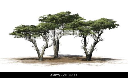 Monterey Cypress Baumhaufen auf weißem Hintergrund Stockfoto