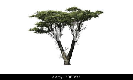 Monterey Cypress Baum auf weißem Hintergrund Stockfoto