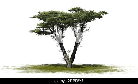 Monterey Cypress Baum auf weißem Hintergrund Stockfoto