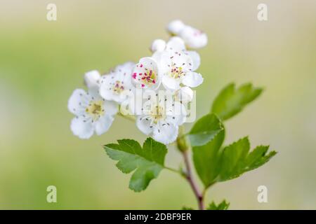 Detail von Zweig, Mittellandhawthorn (Crataegus laevigata), weiß blühender Baum im Frühling, Europa Stockfoto