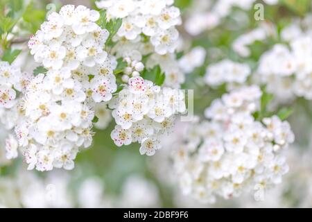 Weißdorn (Crataegus laevigata), weiß blühender Baum im Frühling, Europa Stockfoto