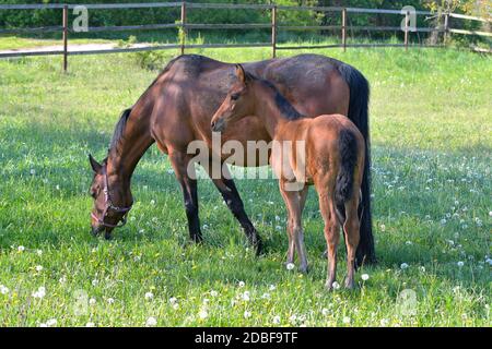 Eine Lorbeerwarmblutstute mit ihrem Stutfohlen auf einer blühenden Wiese voller Löwenzahn. Stockfoto