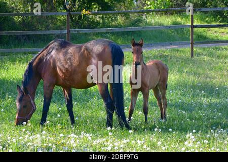 Eine Lorbeerwarmblutstute mit ihrem Stutfohlen auf einer blühenden Wiese voller Löwenzahn. Stockfoto