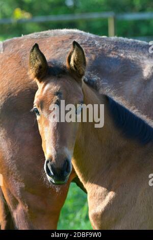 Porträt eines niedlichen Lorbeer Warmblut Stutfohlen, neben seiner Mutter in einer grünen Wiese stehend. Stockfoto