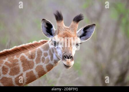 Hlane Royal National Park, Swasiland, Giraffe Stockfoto