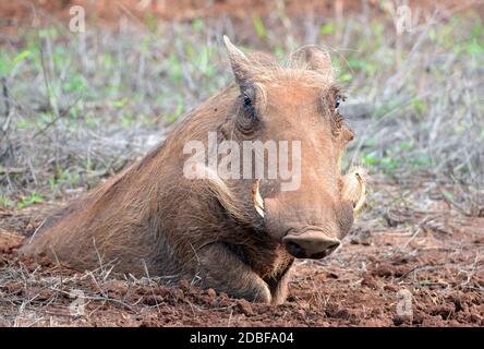 Hlane Royal National Park, Swasiland, Warzenschwein Stockfoto