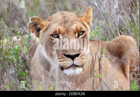 Hlane Royal National Park, Swasiland, junge Löwin Stockfoto