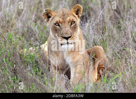 Hlane Royal National Park, Swasiland, junge Löwin Stockfoto