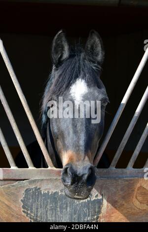 Porträt eines Robben Warmblutpferdes, aus einer Pferdekiste blickend. Die Outdoor-Pferdekiste bietet mehr Abwechslung für Pferde. Stockfoto