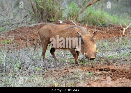 Hlane Royal National Park, Swasiland, Warzenschwein Stockfoto