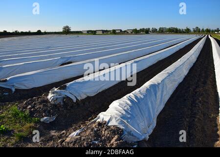 Ein Feld mit Reihen von Spargel unter Folie. Deutschland. Stockfoto