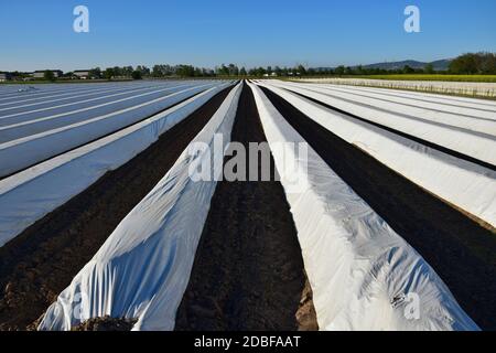 Ein Feld mit Reihen von Spargel unter Folie. Deutschland. Stockfoto