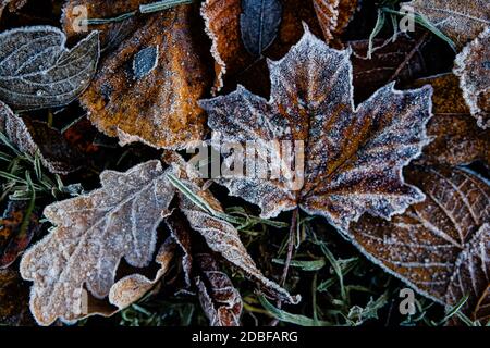 Textur der Herbstblätter bedeckt von Frost und Eis an einem Wintertag. Hallo Winterkonzept. Stockfoto