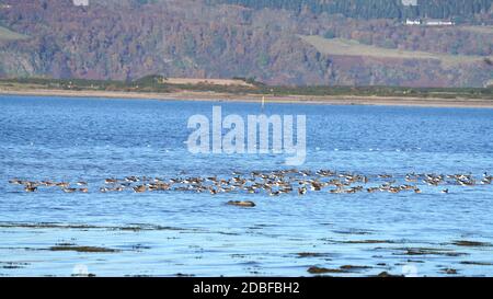 Dies ist ein Floß von Wild Greylag Gänsen, die auf einem schottischen Meeresloch ruhen. Dies ist aus Sicherheitsgründen so viele Augen können für jede Annäherung predato aufpassen Stockfoto