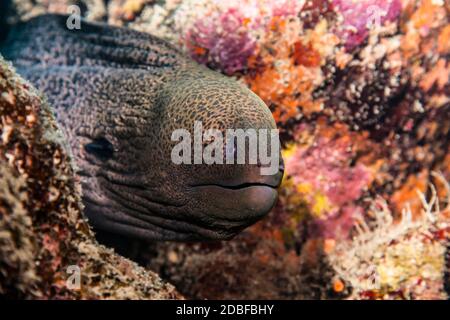 Nahaufnahme von Moray Eel im Korallenriff von Red Meer / Ägypten Stockfoto