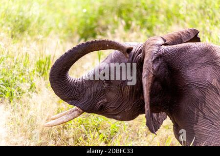 Loxodonta Africana Stockfoto