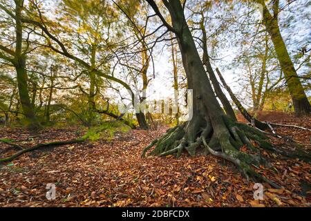 Süßer Kastanienbaum und gefallene Blätter in Laubwäldern im Herbst, West Berkshire, England, Großbritannien, Europa Stockfoto