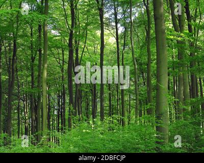 Buchenwald im Frühjahr Stockfoto