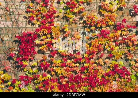 Gewöhnliche Jungweinrebe im Herbst Stockfoto