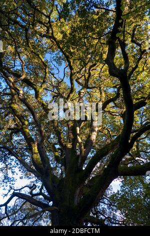 Zweige und Blätter von alten Eichenbäumen in Abendsonne, Newtown Common, in der Nähe von Newbury, Berkshire, England, Großbritannien, Europa Stockfoto