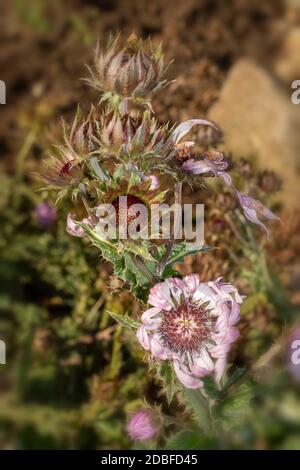 Architektonisches Berkheya Purpurea (Zulu Warrior), natürliches Blumenportrait Stockfoto