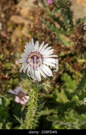 Architektonisches Berkheya Purpurea (Zulu Warrior), natürliches Blumenportrait Stockfoto