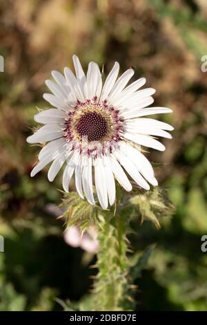 Architektonisches Berkheya Purpurea (Zulu Warrior), natürliches Blumenportrait Stockfoto