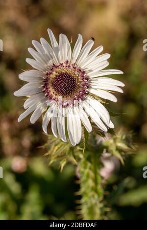 Architektonisches Berkheya Purpurea (Zulu Warrior), natürliches Blumenportrait Stockfoto