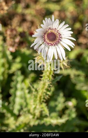 Architektonisches Berkheya Purpurea (Zulu Warrior), natürliches Blumenportrait Stockfoto