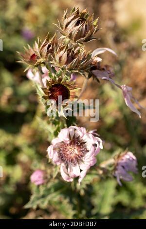 Architektonisches Berkheya Purpurea (Zulu Warrior), natürliches Blumenportrait Stockfoto