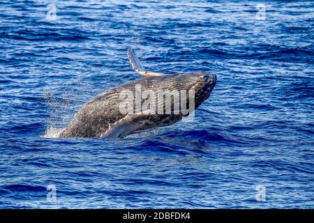 Buckelwal (Megaptera novaeangliae), Maui, Hawaii Stockfoto