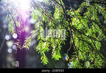 Sonnendurchflutete grüne Nadelbaumzweige aus der Nähe. Grüne frische Nadeln auf der Tanne. Hintergrund für eine Weihnachtskarte Stockfoto