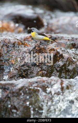 Grauer Wagtail auf typischen Midstream-Felsen Stockfoto