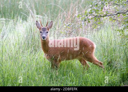 Roebuck Portrait im Sommermantel Stockfoto