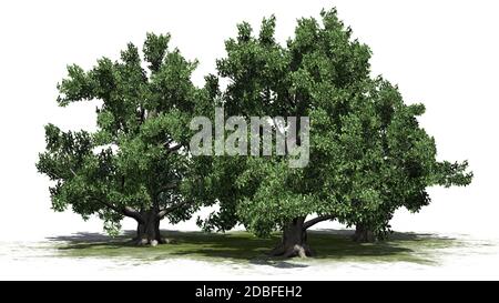 Europäischer Buchenbaumhaufen auf weißem Hintergrund Stockfoto