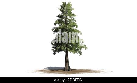 WESTERN Red Cedar auf weißem Hintergrund Stockfoto