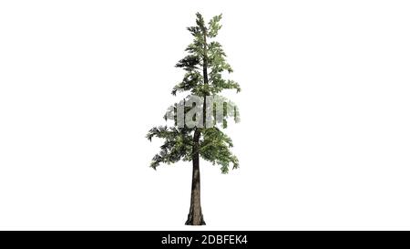 WESTERN Red Cedar auf weißem Hintergrund Stockfoto