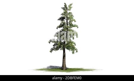 WESTERN Red Cedar auf weißem Hintergrund Stockfoto