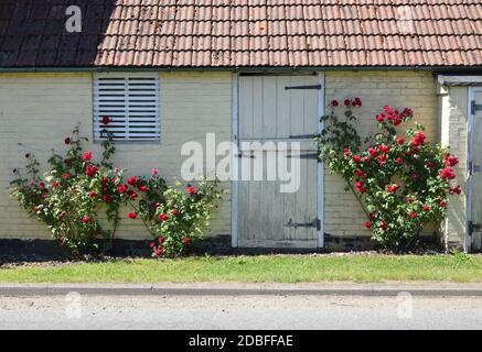 Stabile Türen am Backsteingebäude, suffolk, england Stockfoto