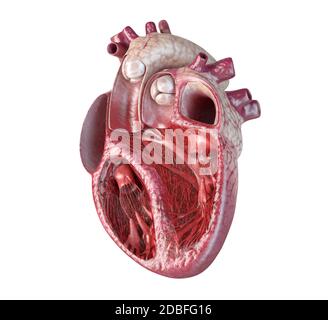 Menschlicher Herzquerschnitt, mit detaillierter innerer Struktur. Nahaufnahme auf weißem Hintergrund. Stockfoto